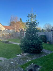 christmas tree in garden